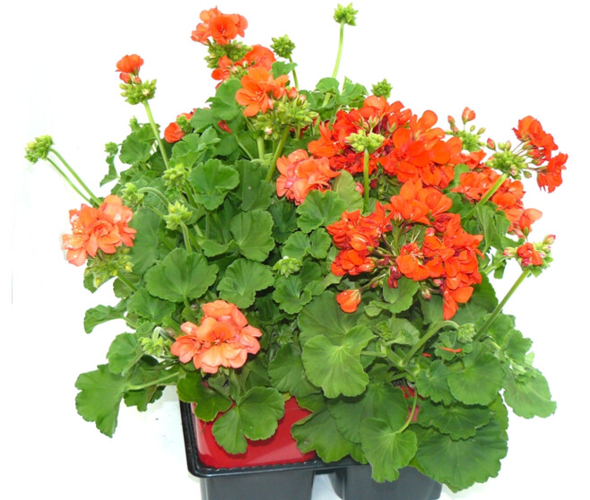 GERANIUM ZONAL