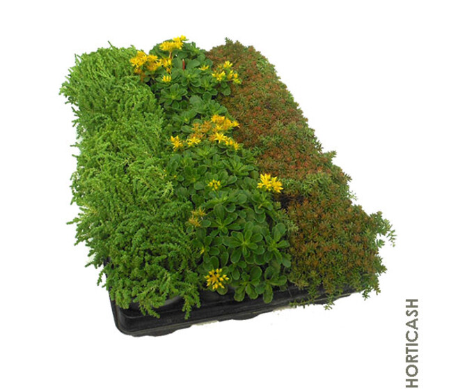 SEDUM
