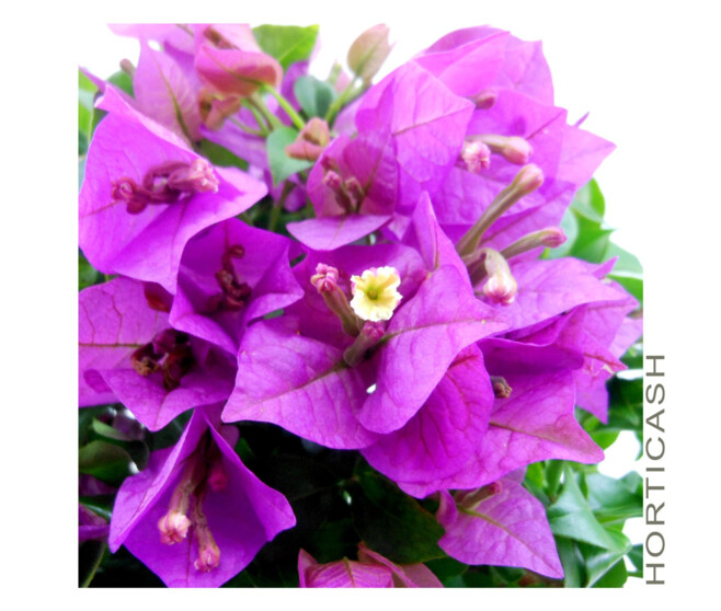 BOUGAINVILLIER VIOLET