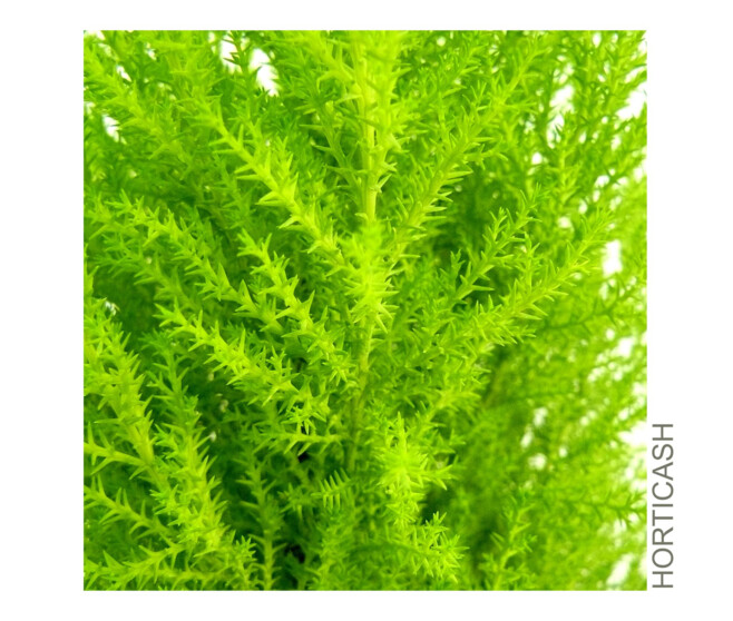 CUPRESSUS GOLD
