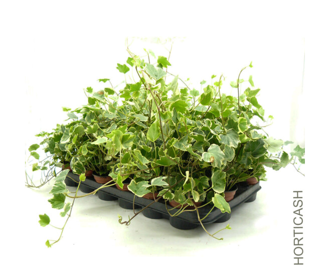 HEDERA VARIES