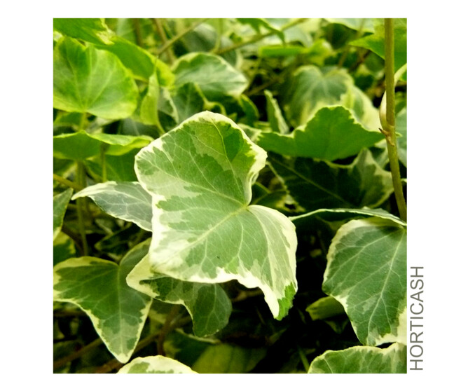 HEDERA VARIES