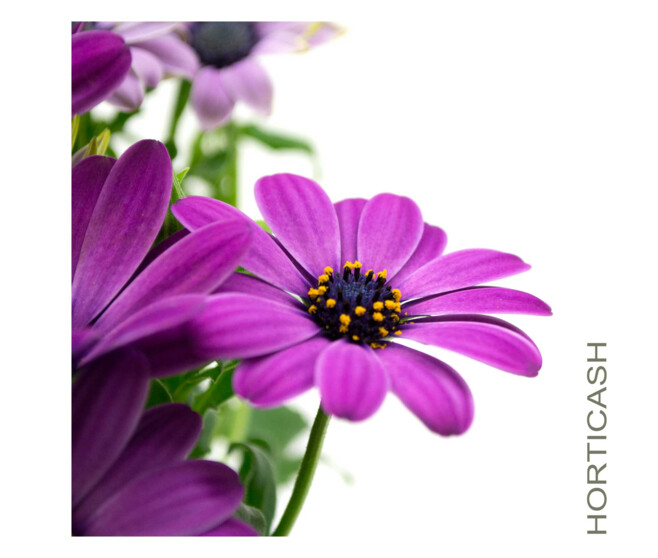 OSTEOSPERMUM VARIES