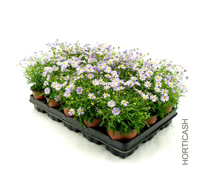 BRACHYSCOME MAUVE