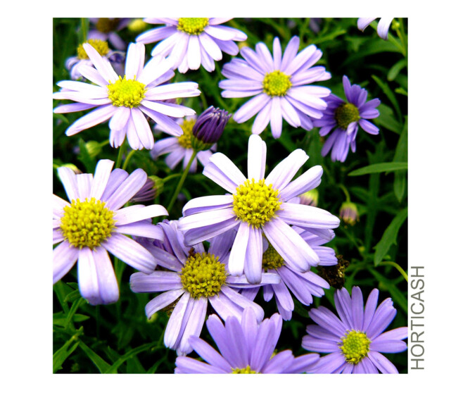 BRACHYSCOME MAUVE