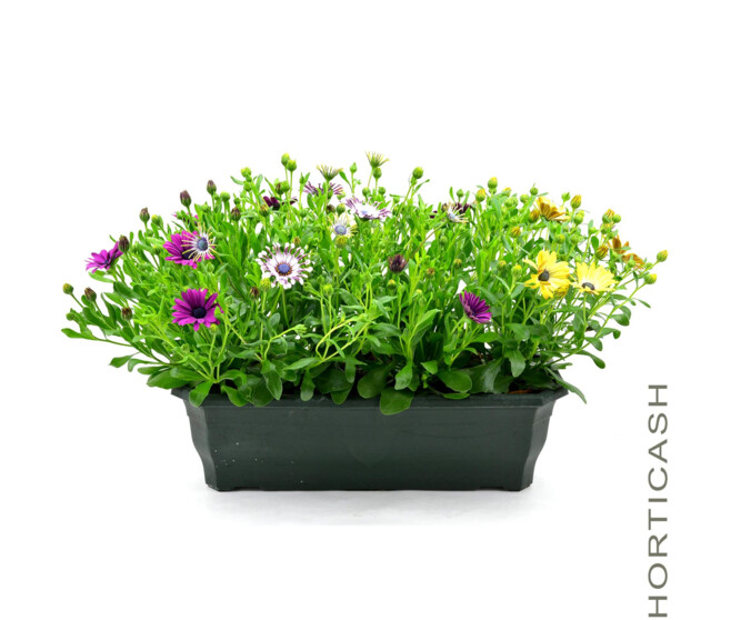 OSTEOSPERMUM JARD