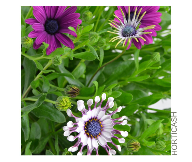 OSTEOSPERMUM JARD
