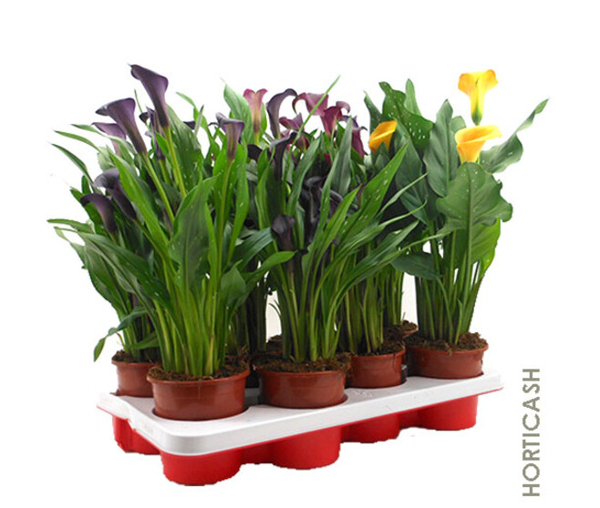 ARUM COULEUR