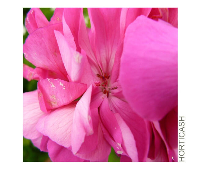 GERANIUM ZONAL