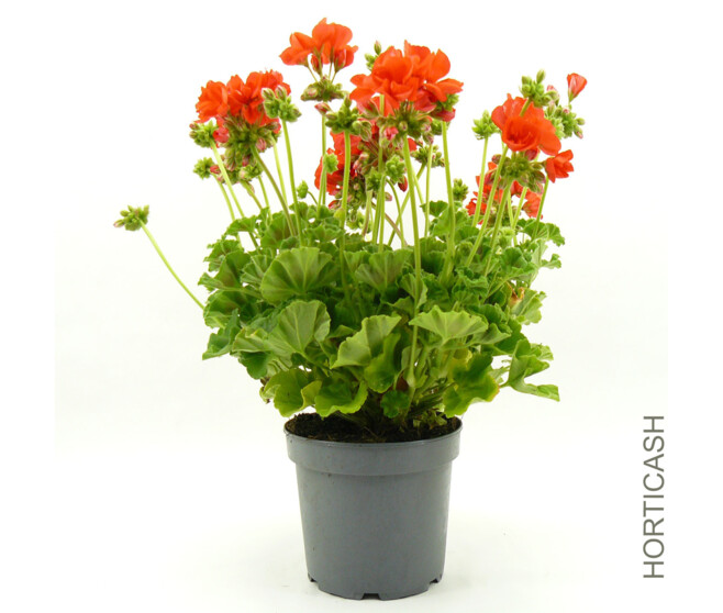 GERANIUM ZONAL