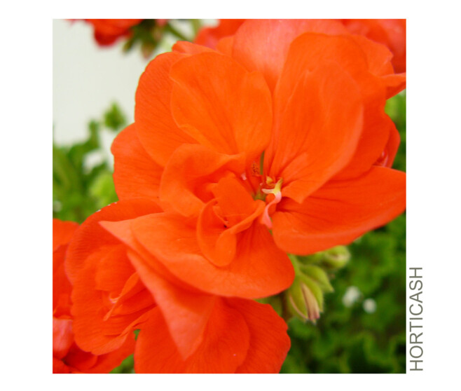 GERANIUM ZONAL
