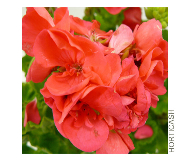 GERANIUM ZONAL