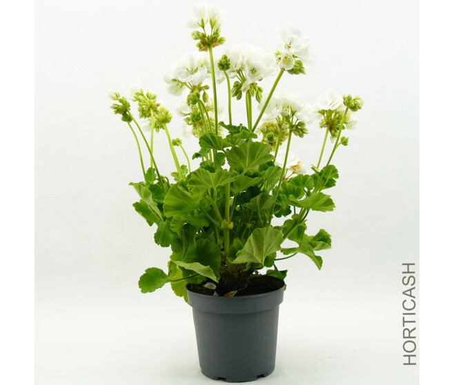 GERANIUM ZONAL