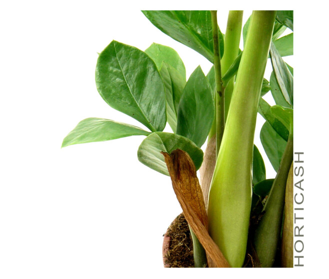 ZAMIOCULCAS