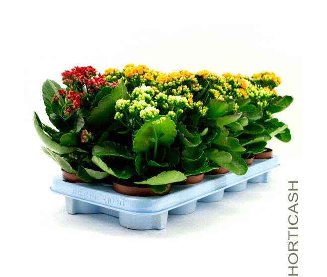 KALANCHOE FL DBLE