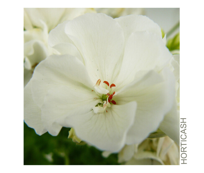 GERANIUM ZONAL