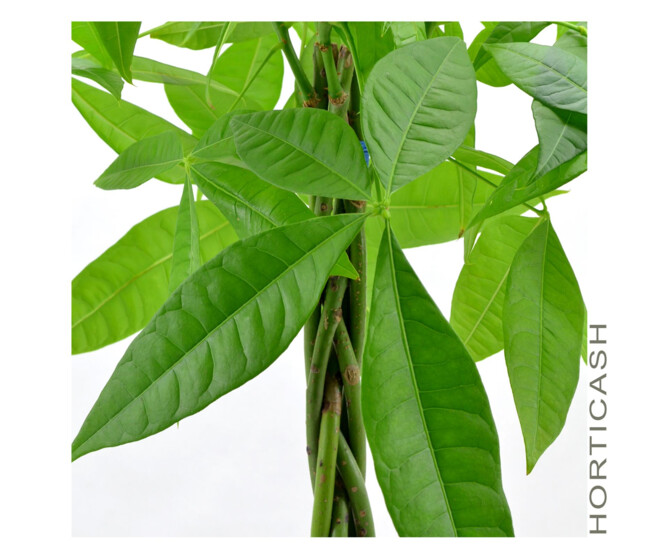 PACHIRA TRESSE