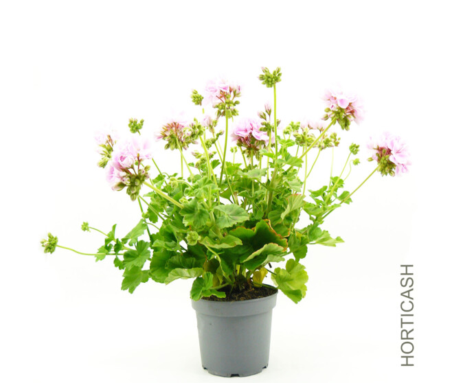 GERANIUM ZONAL