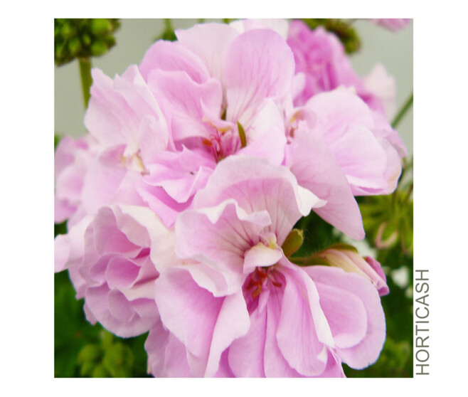 GERANIUM ZONAL