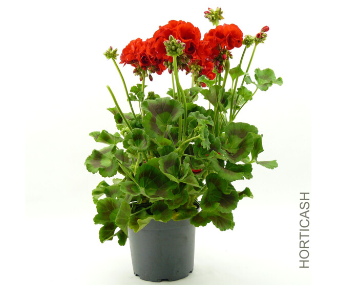 GERANIUM ZONAL