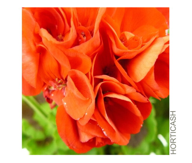 GERANIUM ZONAL