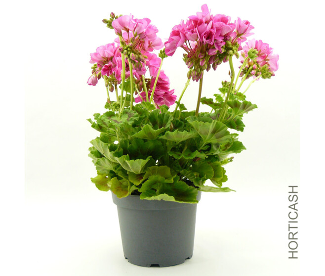 GERANIUM ZONAL