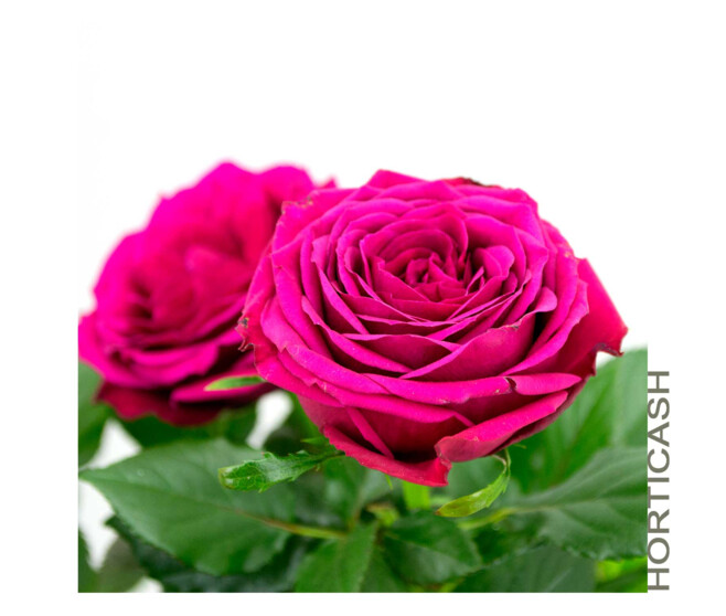 ROSIER PALACE &