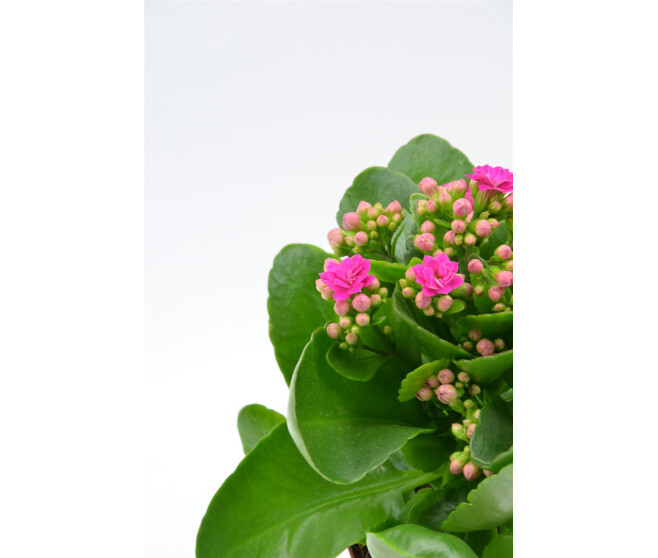 KALANCHOE FL DBLE