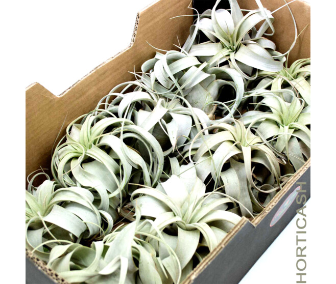 TILLANDSIA XEROGRAPHICA
