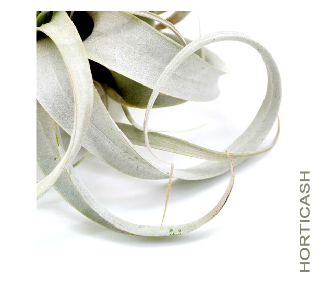 TILLANDSIA XEROGRAPHICA