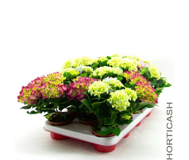 HORTENSIA 3/4FL