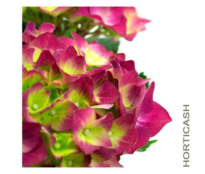 HORTENSIA 3/4FL