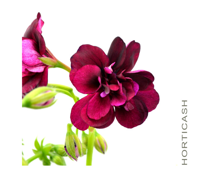 GERANIUM LIERRE DBLE SUSP