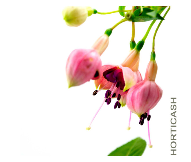 FUCHSIA TIGE
