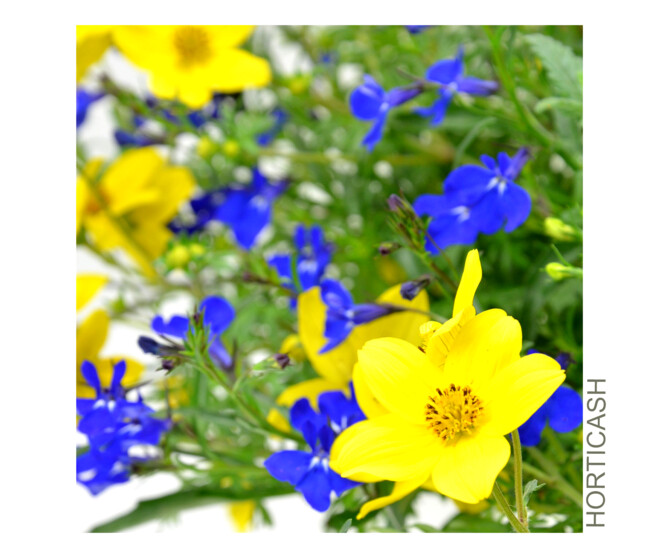 PLANTES MASSIF MELANGE SUSP