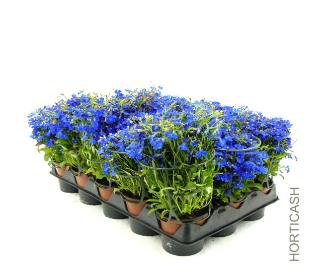 LOBELIA