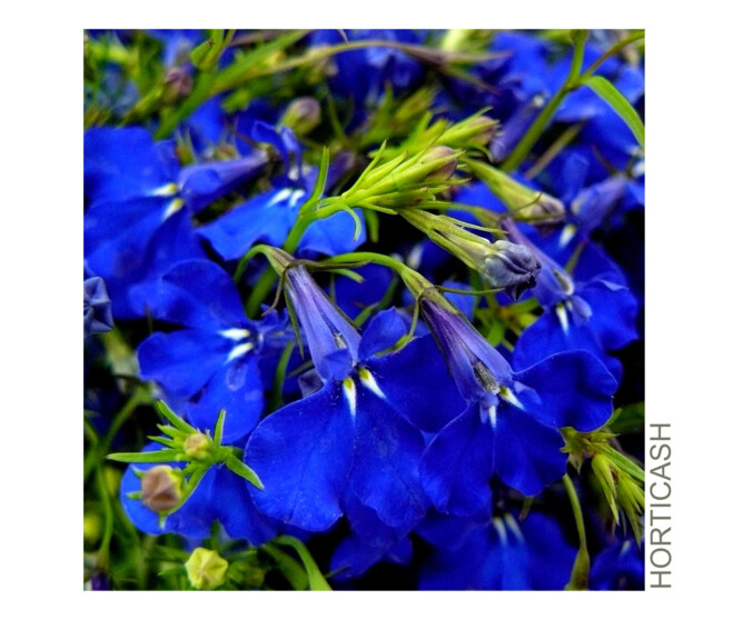 LOBELIA