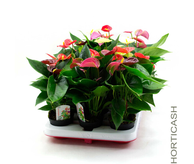 ANTHURIUM ANDREANUM VARIES