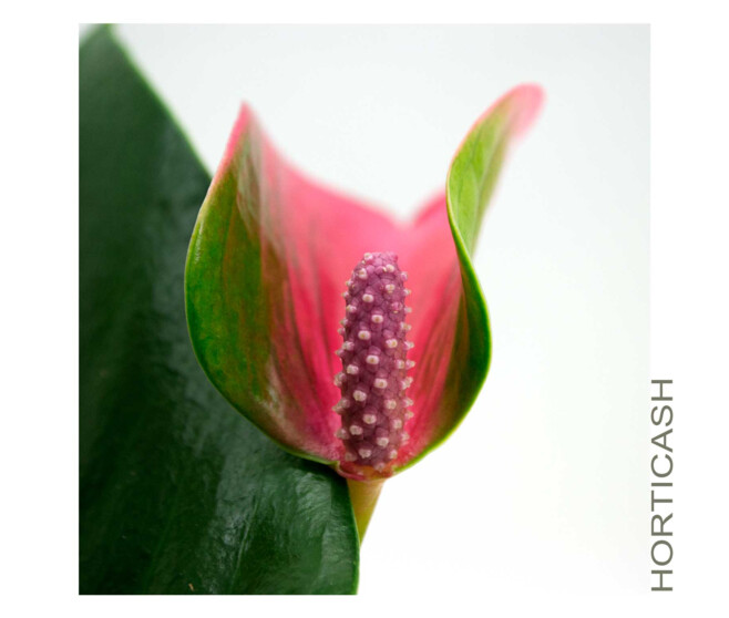 ANTHURIUM ANDREANUM VARIES