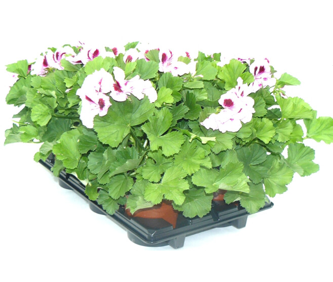 PELARGONIUM GRANDIFLORUM