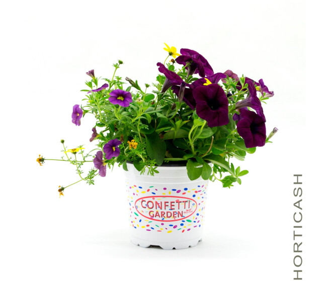 PLANTES MASSIF MELANGE X3