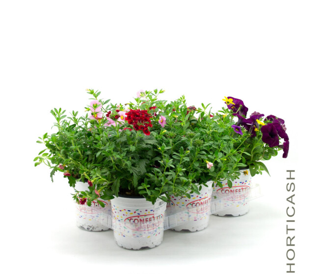 PLANTES MASSIF MELANGE X3