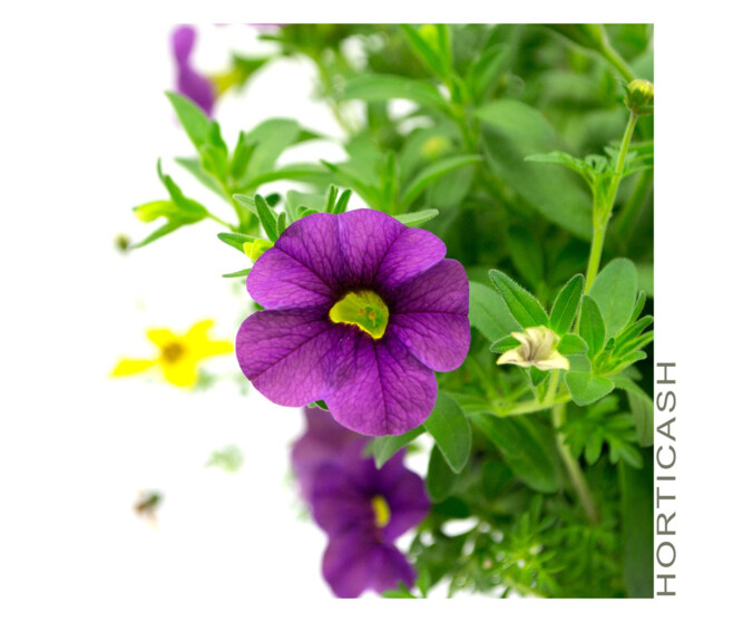 PLANTES MASSIF MELANGE X3