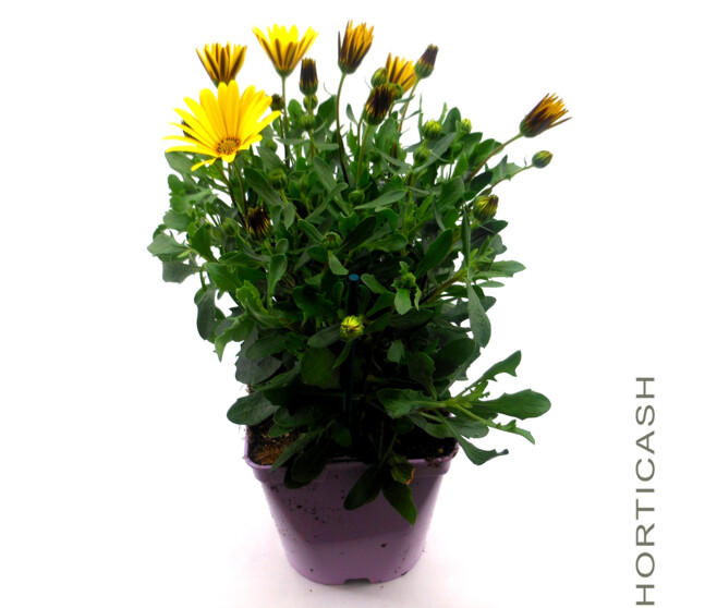 OSTEOSPERMUM