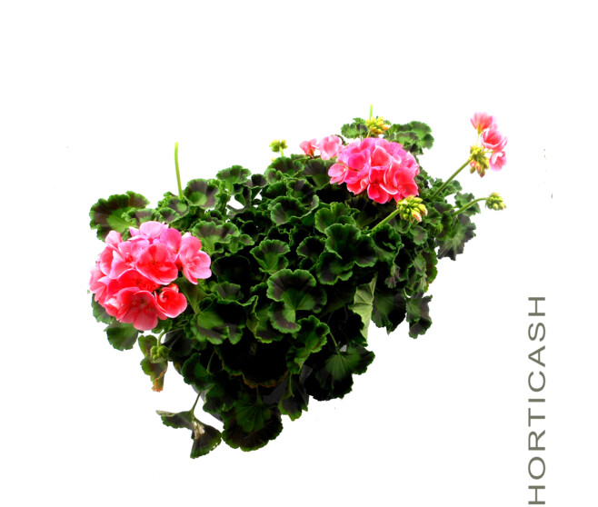 GERANIUM ZONAL JARD