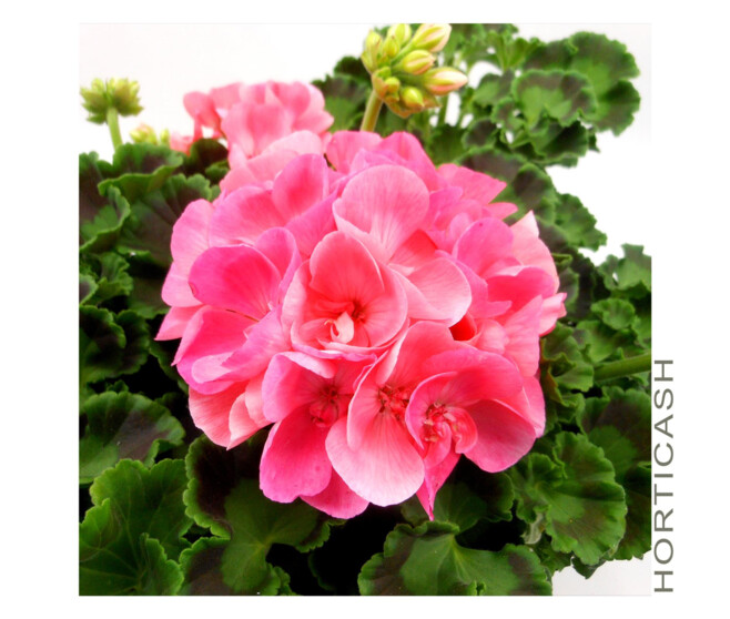 GERANIUM ZONAL JARD