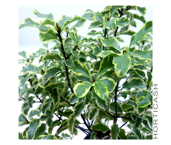 PITTOSPORUM