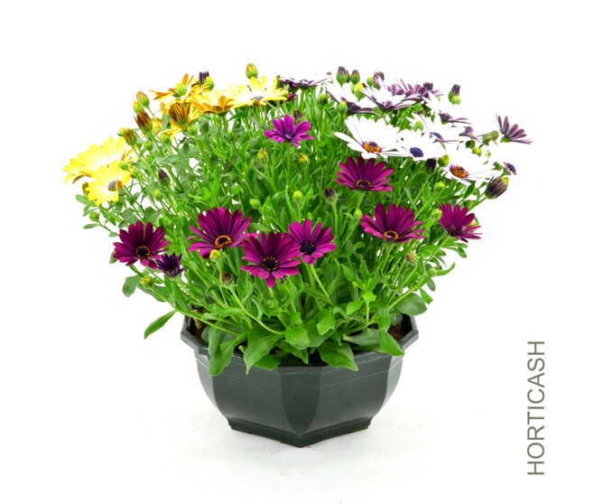 OSTEOSPERMUM COUPE