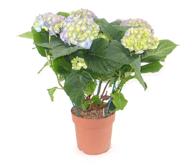 HORTENSIA 10FL+