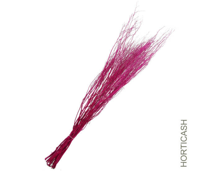 WHITE LADY FUSCHIA x15